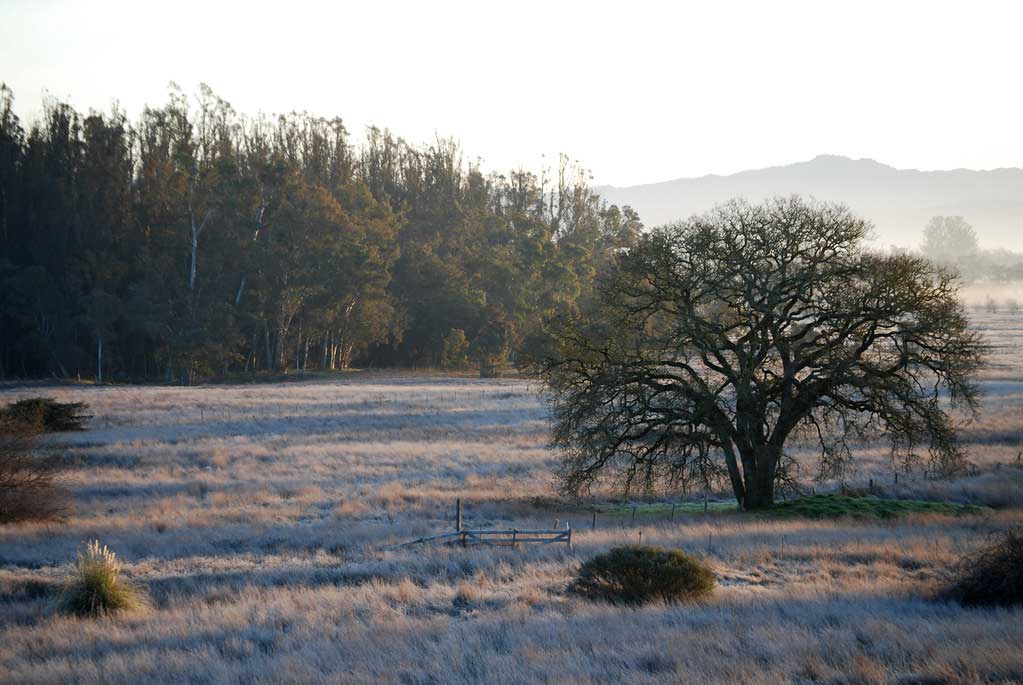 Sonoma County in the winter fog