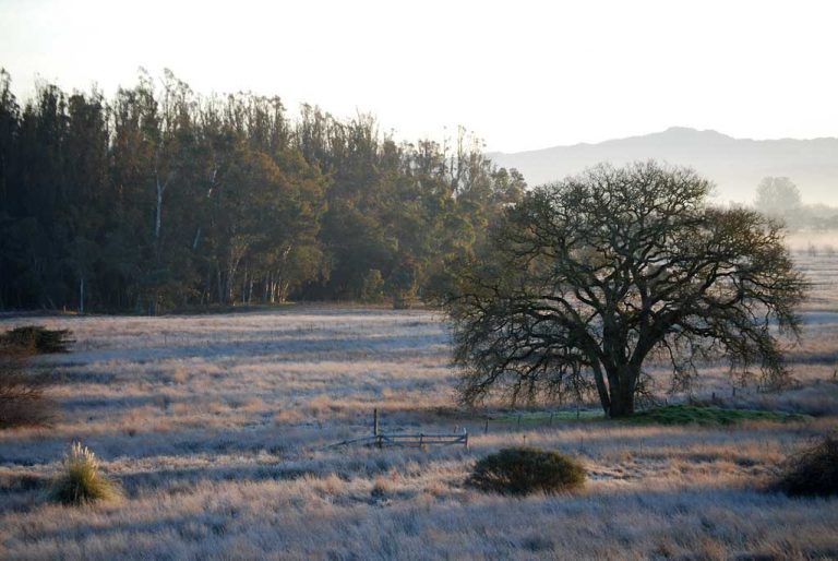 Sonoma County in the winter fog